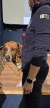 Un cane da soccorso Un cane da soccorso