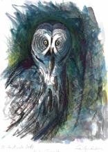 Allocco lapponia-F.Carbone