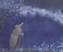 Armadillo-C.Flore