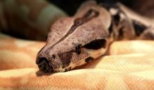 Boa_constrictor_BOA_COSTRITTORE