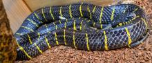 Boiga_dendrophila_SERPENTE_DELLE_MANGROVIE
