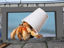 foto murales crostacei che esce da un bicchiere di plastica