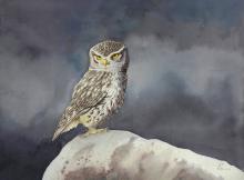 Civetta-R.Bertoli