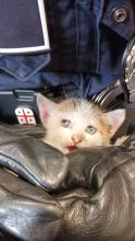 Gatto salvato da polizia locale