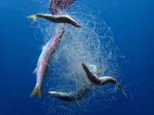 Pesci intrappolati in una rete da pesca