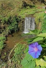 Un fiore blu di ipomea, tipica pianta rampicante