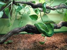 Mostra Serpenti