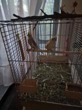 pl animali