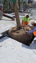 Piantumazione alberi al Waterfront di Levante