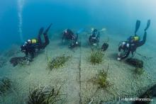 Sealife Care-Rolex Giraglia-Posidonia