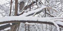 Rami di un albero coperti da uno strato di neve