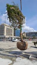La piantumazione dei primi alberi al parco urbano di piazzale Kennedy