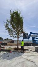 La piantumazione dei primi alberi al parco urbano di piazzale Kennedy