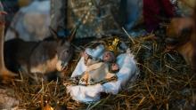 Il presepe storico di Genova