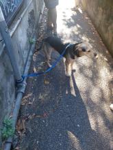 Rolly, il cane salvato dalla Polizia Locale