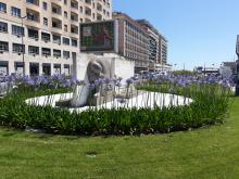 Aiuole