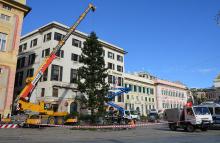 albero 