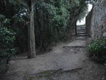 bosco dei frati