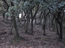 bosco dei frati