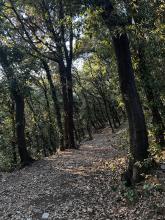 bosco dei frati