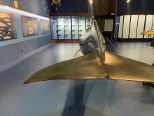 primo piano della coda di un modello di cetaceo 