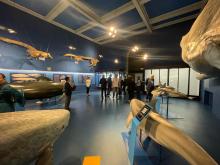 sala cetacei museo Doria