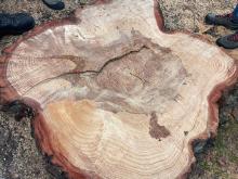 Il "cretto" (fenditura) presente nel tronco del pino tagliato