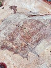 Il "cretto" (fenditura) presente nel tronco del pino tagliato