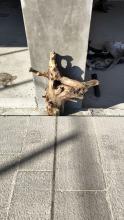 Un pezzo di tronco portato a riva dai volontari