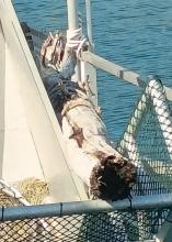 Un enorme tronco caricato sul battello prima di essere tradotto a riva