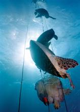 Altri pesci intrappolati in una rete da pesca