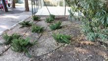 Restyling campetto giardini Cerboncini