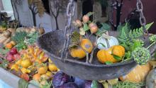 Mostra della Zucca di Murta-Precedenti edizioni