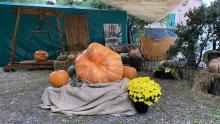 Mostra della Zucca di Murta-Precedenti edizioni