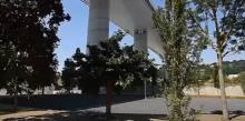 La Radura della Memoria: alberi sotto il ponte Genova San Giorgio