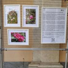 mostra a tursi sul roseto