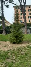 l'albero piantato in ricordo di Francesca