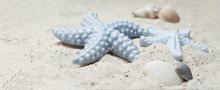 Stelle marine e conchiglie su spiaggia sabbiosa