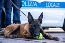 Il pastore belga malinois soccorso