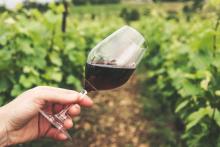 vino