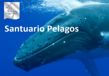 Un cetaceo e, sovrapposti, logo Accordo Pelagos e la scritta "Santuario Pelagos"