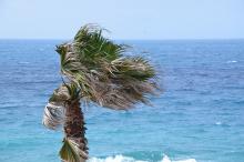 palma battuta dal vento sullo sfondo mare e orizzonte